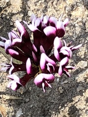 Trifolium variegatum
