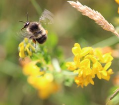 Bombus sitkensis
