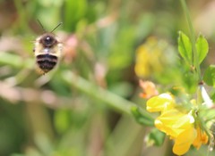 Bombus sitkensis