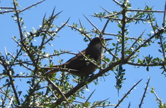 Tarphonomus certhioides