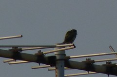 Psilopogon haemacephalus