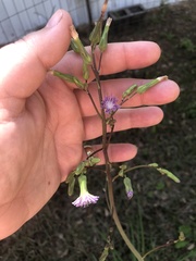 Lactuca graminifolia