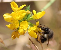 Bombus sitkensis