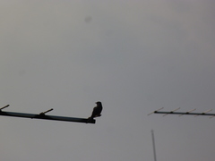 Cacomantis merulinus