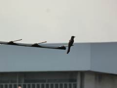 Cacomantis merulinus