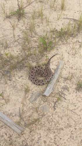 Pygmy Rattlesnake, Winston County, AL, USA, photo 9 of 10