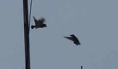 Psilopogon haemacephalus