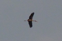 Mycteria leucocephala