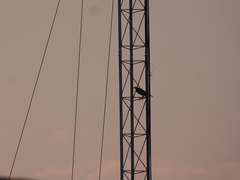 Gracupica nigricollis