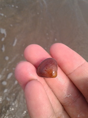 Tivela