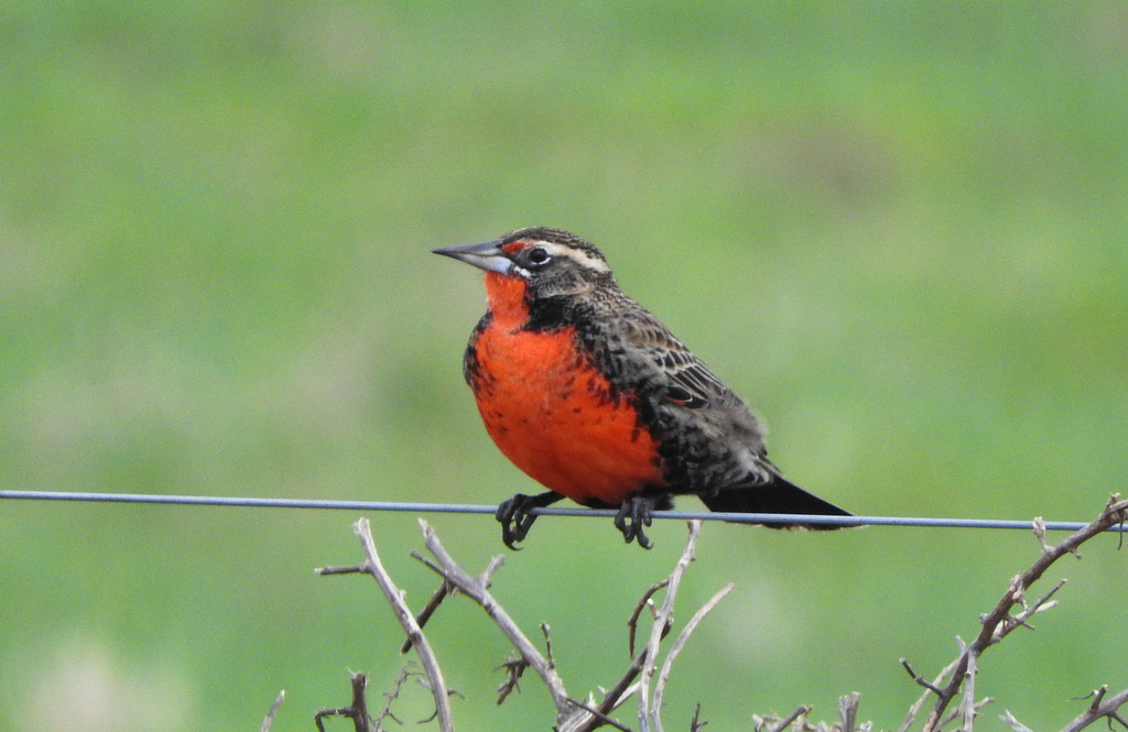 Pampas Meadowlark