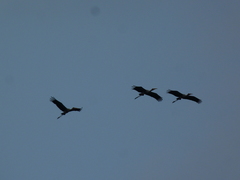 Mycteria leucocephala