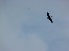 Mycteria leucocephala