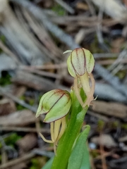 Orchis anthropophora image