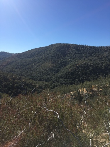 iNaturalist observation photo of chamise