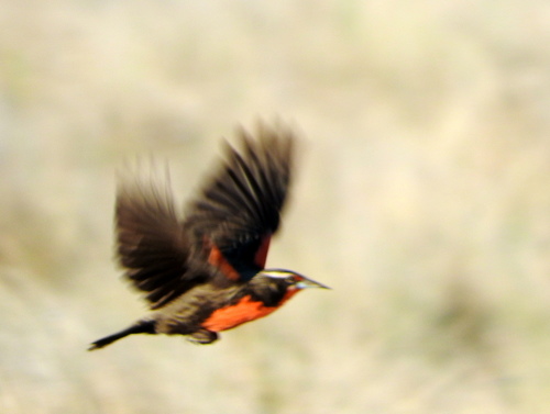 Pampas Meadowlark (Leistes defilippii), photo 9