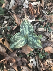 Trillium cuneatum