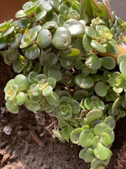 Sedum tetractinum