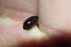 Hydrobius