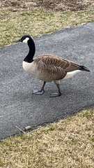Branta canadensis