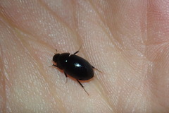 Hydrobius