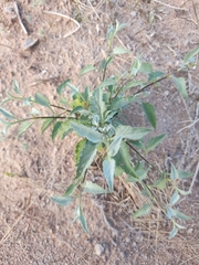 Ambrosia ambrosioides