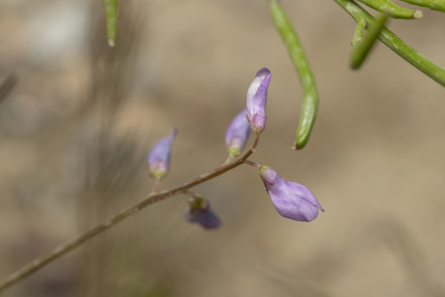 Image of Vicia palaestina by (c) Eleftherios Katsillis, some rights reserved (CC BY)