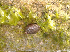Plicopurpura patula