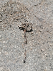 Coniophanes imperialis