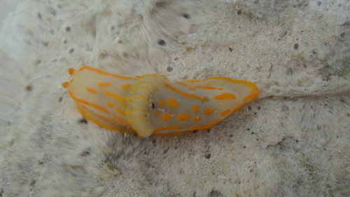 Gymnodoris striata — seen at this dive site
