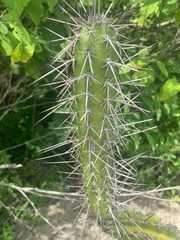 Praecereus euchlorus