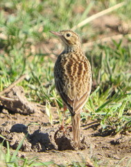 Anthus furcatus