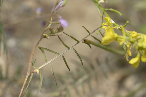 Image of Vicia palaestina by (c) Eleftherios Katsillis, some rights reserved (CC BY)