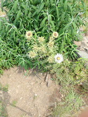 Berkheya cirsiifolia