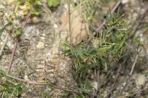 Image of Vicia palaestina by (c) Eleftherios Katsillis, some rights reserved (CC BY)