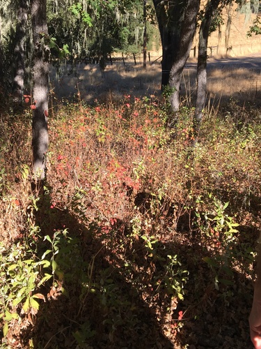 iNaturalist observation photo of Pacific poison oak