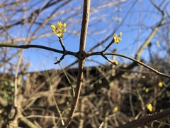 Cornus mas