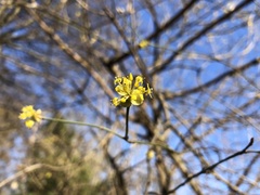 Cornus mas