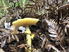 Amanita flavella