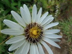 Berkheya cirsiifolia