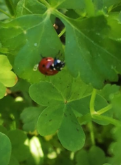 Coccinella septempunctata