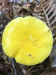 Amanita flavella