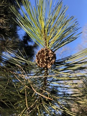 Pinus