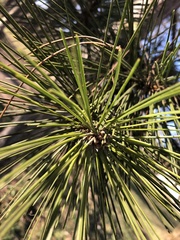 Pinus