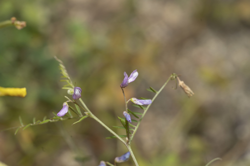 Image of Vicia palaestina by (c) Eleftherios Katsillis, some rights reserved (CC BY)