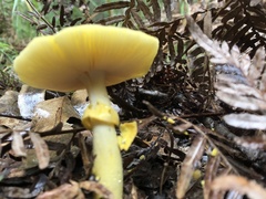 Amanita flavella
