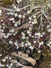 Draba verna