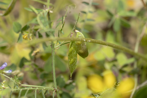 Image of Vicia palaestina by (c) Eleftherios Katsillis, some rights reserved (CC BY)