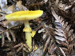 Amanita flavella