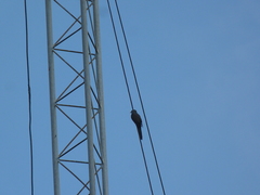 Cacomantis merulinus